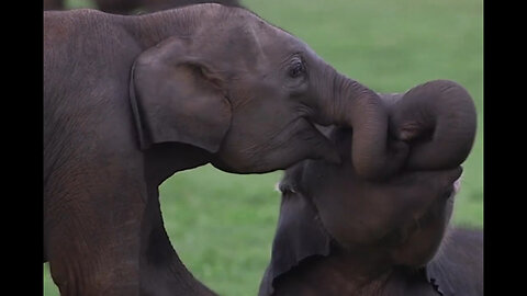 "Playful Pachyderms: Two Cute Baby Elephants Frolic Together!"