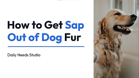 How to Get Sap Out of Dog Fur - Daily Needs Studio