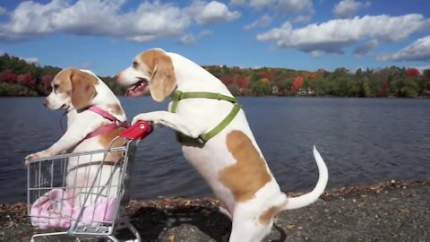 Shopping Cart Voyage : Funny Dogs Maymo & Penny