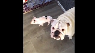 Deaf Bulldog meets a tiny baby piglet