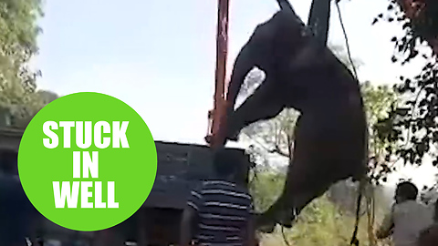 Moment a huge elephant was craned out of a 40ft well during a two-day rescue mission