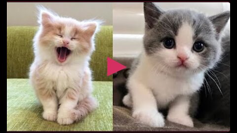 Baby Cats - Cute and Funny Baby Cat Videos Compilation