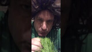 Wheatgrass cures hair loss