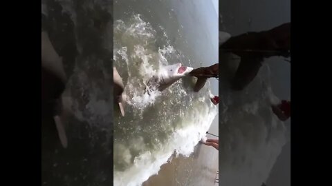 We Caught A GREAT WHITE SHARK From The BEACH -Do Subscribe Plz..