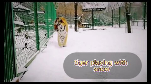 Pet tiger having fun in the snow