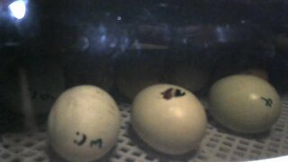 Watch A Chicken hatching live and have a chat with me