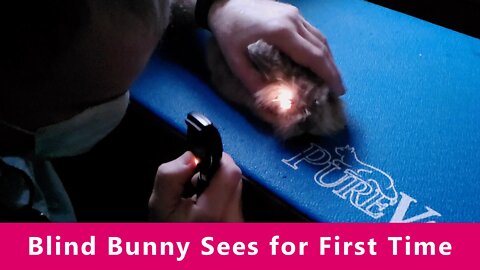 Blind Bunny Sees for the First Time