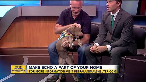 Pet of the week: Echo is an 8-month-old Weimaraner mix that loves kids and walks great on a leash