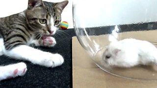 Tom and Jerry, the Cat and the Hamster