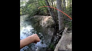 Bluegill Catch in Georgia