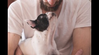 How respondents are getting their picky pets to eat their food