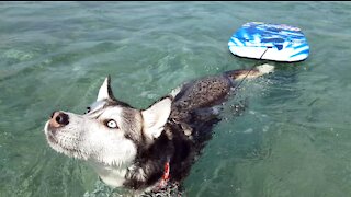 Mirca the Husky is ready for swimming