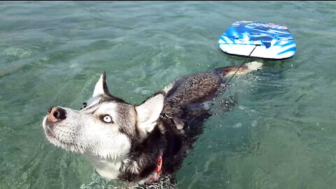 Mirca the Husky is ready for swimming