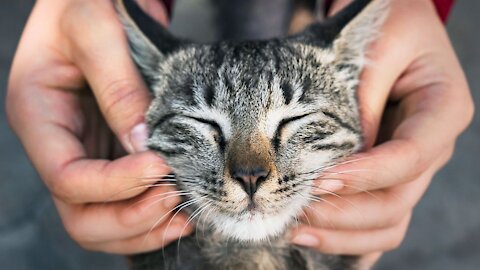 Training a Cat to Give A Smooth Paw in Nine Days