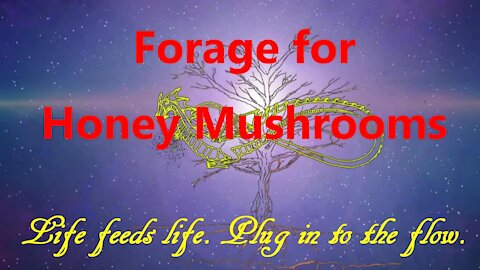 Forage for honey mushrooms