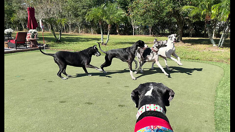 Great Danes Love Playing On Putting Green
