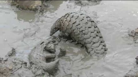 Mud fight... with pangolins!