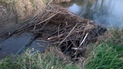 Beaver Damn Destruction