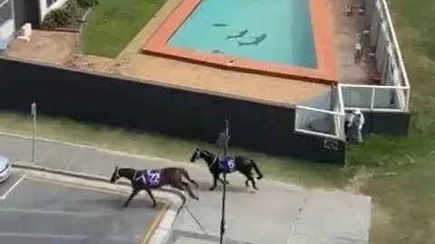 Cavalos escapam e disfrutam de corrida pela costa australiana
