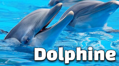 9 Interesting Facts of Dolphins: Knowledge for Kids about Dolphins