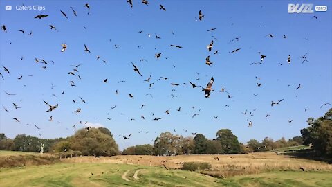 Un gigantesco stormo di uccelli vola libero nel cielo