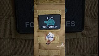 stop for turtles #shorts