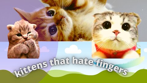 kittens that hate fingers