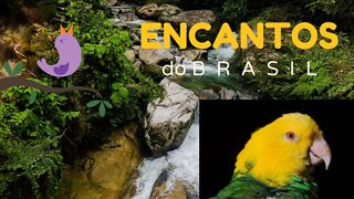 🐦🐦O CANTO DO PAPAGAIO CABEÇA AMARELA🐦🐦