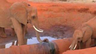 Une maman éléphant et son petit s'abreuvent enfin