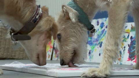 Dog painters get creative to save UK rescue centre