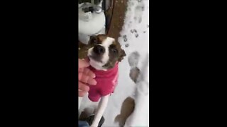 What does Princess think of snow?