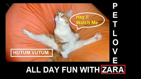 Fun Time With My Pet Zara (Cat Fun Video)