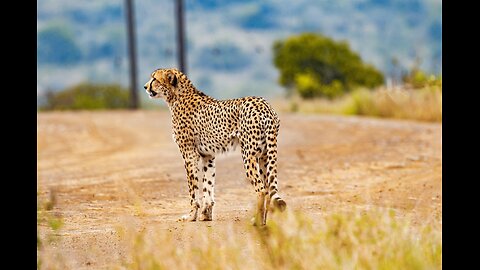 Cheetahs: Masters of Speed and Agility