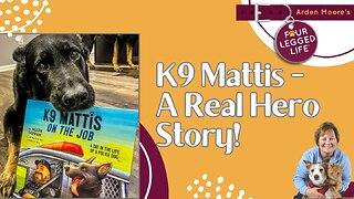 K9 Mattis - A Hero's Story!