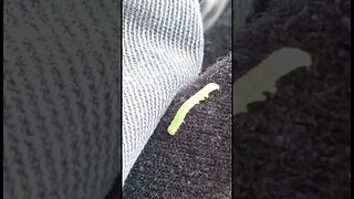 🐛