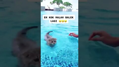 Swimming Cat