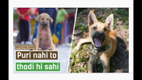 How to help animals by fostering? (Hindi with English subtitles)