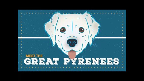Great Pyrenees | CKC Breed Facts & Profile