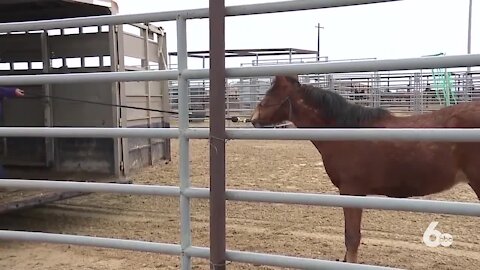 Idaho 4H clubs train wild horses for Bureau of Land Management adoption