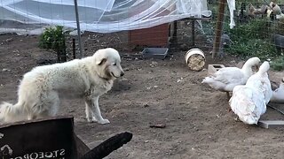 Training livestock guardian with free range birds #maremma #freerange #livestockguardiandog