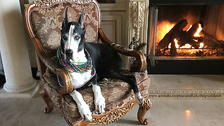 Pretty Great Dane Loves Her Party Beads