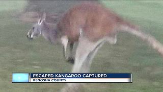 Kangaroo found after escaping from Kenosha County farm