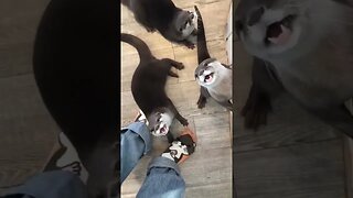 Super cute pet otters are hungry 🦦