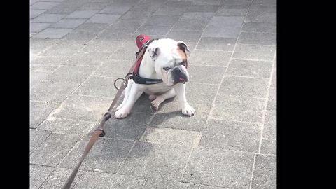 Bulldog refuses to complete walk for hilarious reason