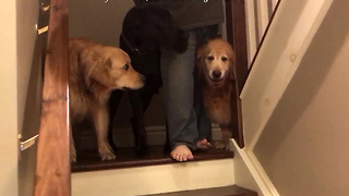 Golden Retrievers teach Great Dane how to use stairs