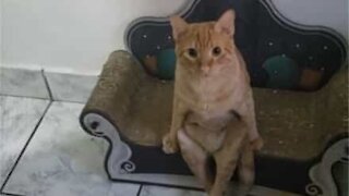 Cat sits just like a human