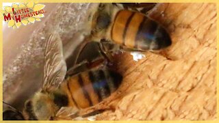 Artificial Flavoring Confuses Bees? & We get a Welcome Surprise | Weekly Peek Ep47