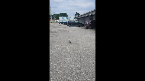pigeon at Costlow Parking lot