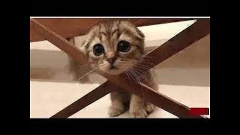 💗Cute And Funny Pets _ Try Not To Laugh To These Pets Compilation