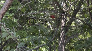 Male Cardinal